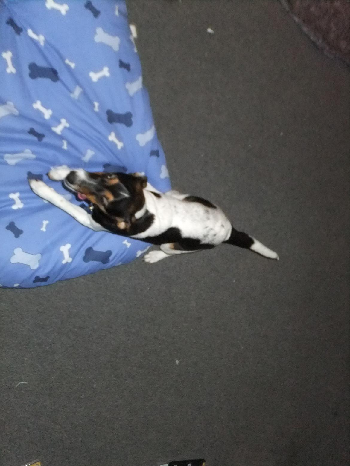 Dansk svensk gaardhund Tikko billede 11