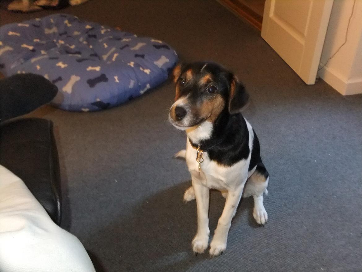 Dansk svensk gaardhund Tikko billede 12