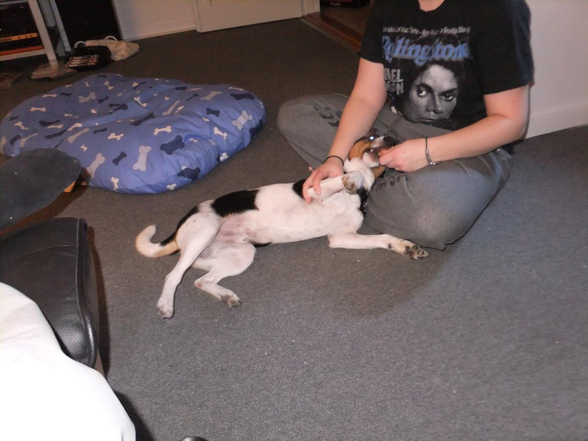 Dansk svensk gaardhund Tikko billede 13