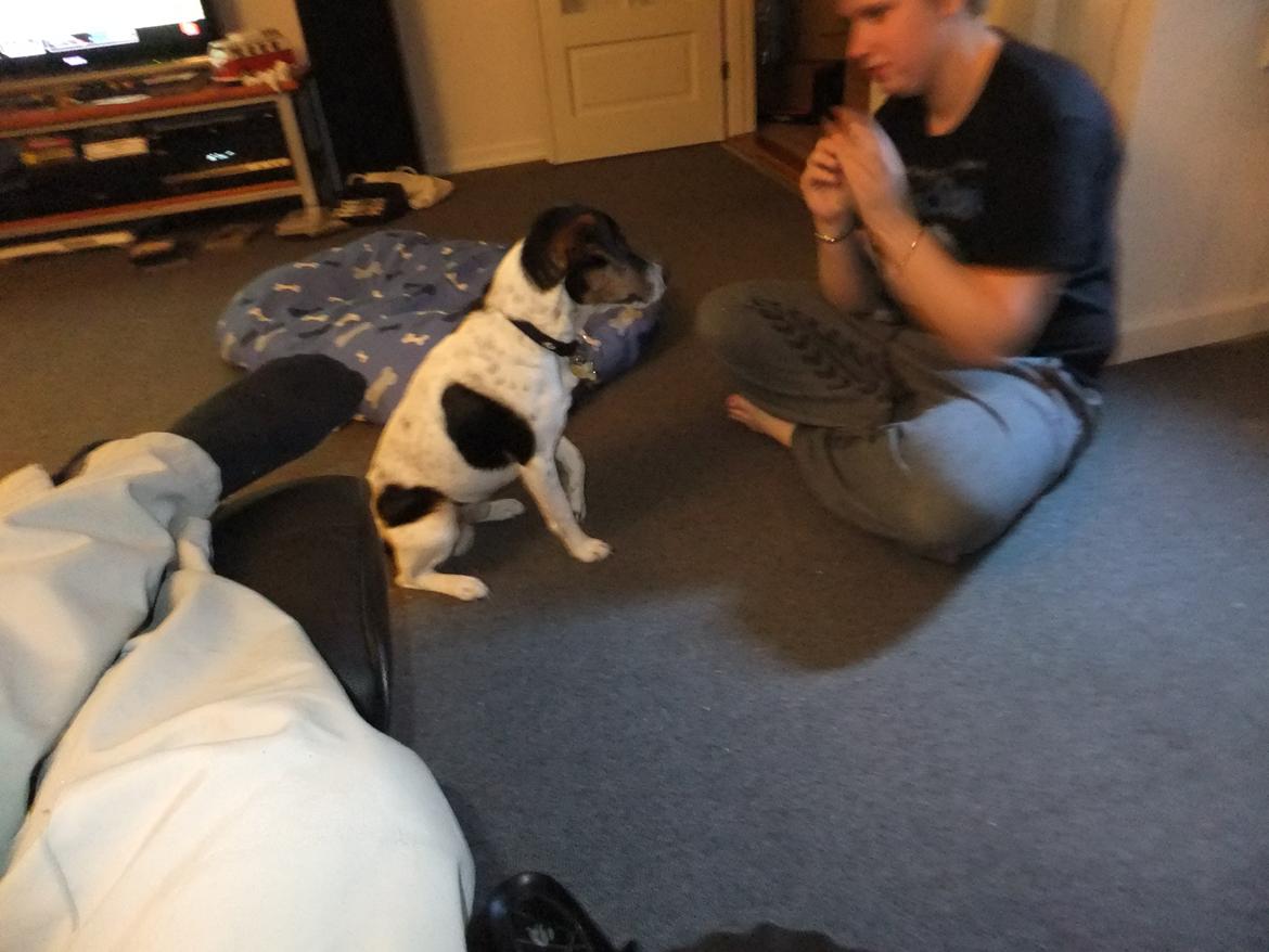 Dansk svensk gaardhund Tikko billede 14