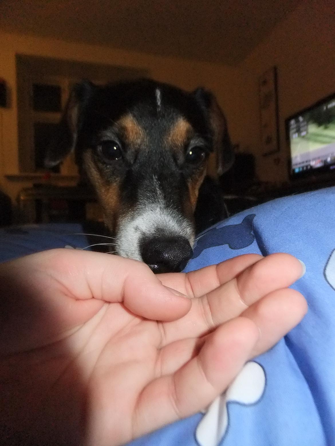 Dansk svensk gaardhund Tikko billede 15