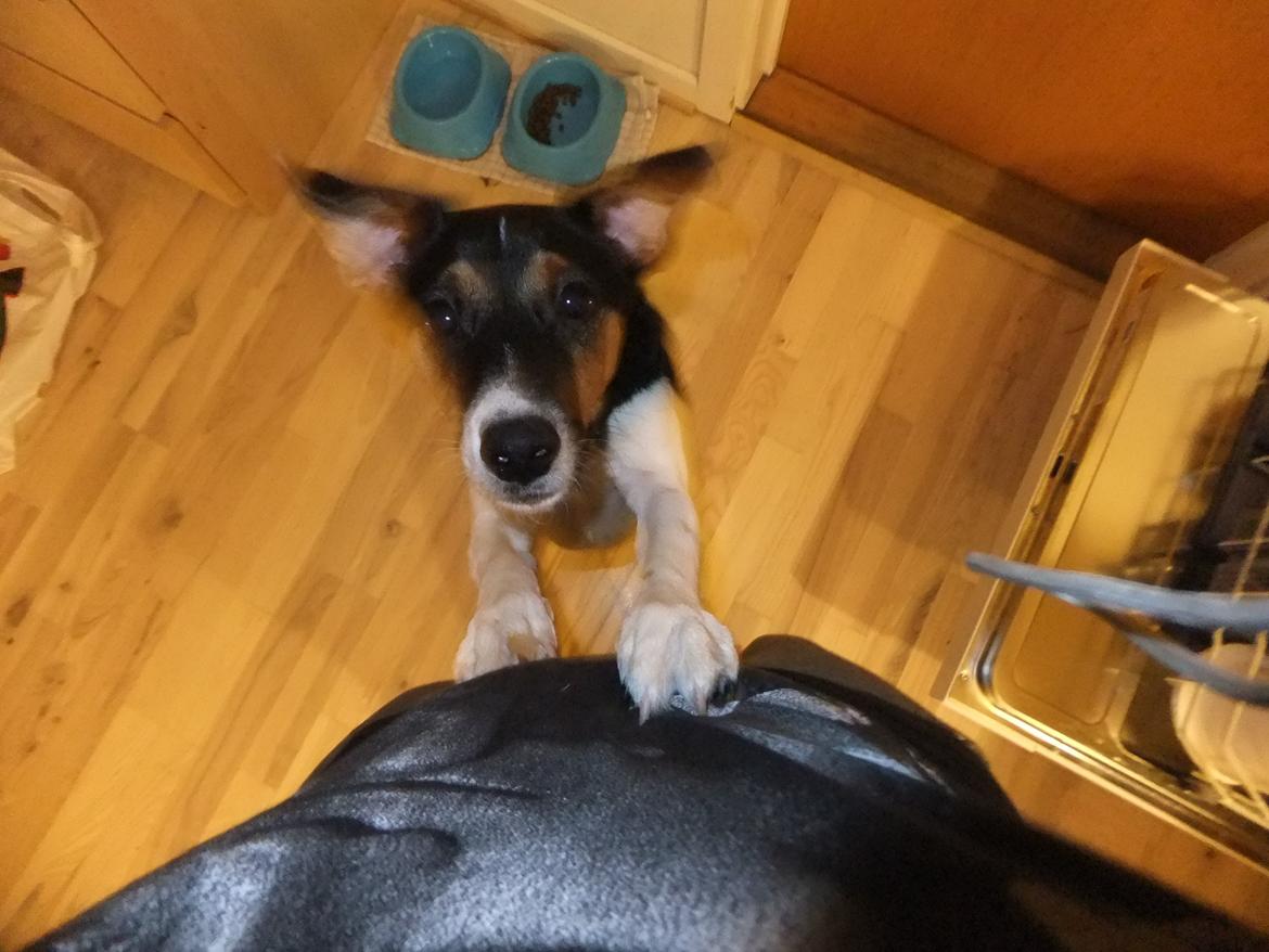 Dansk svensk gaardhund Tikko billede 16