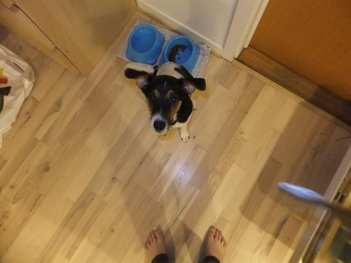 Dansk svensk gaardhund Tikko billede 17