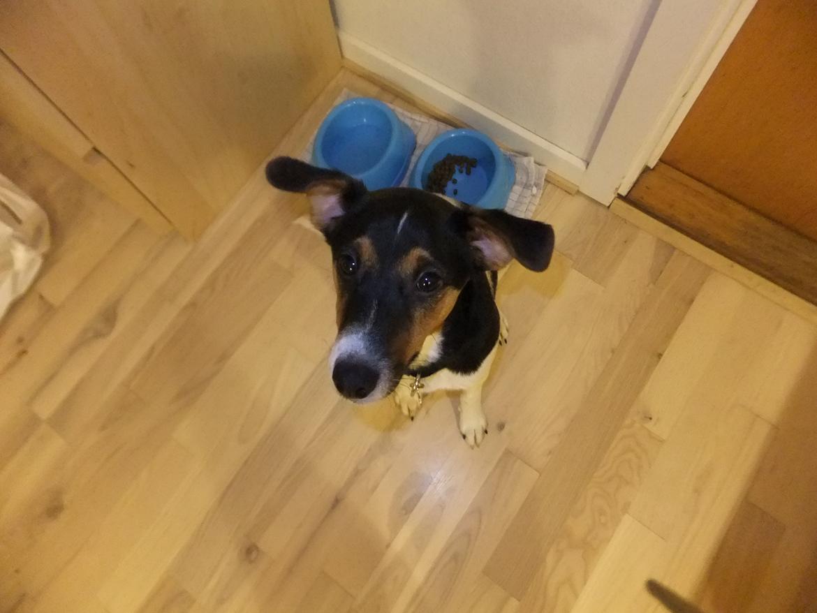 Dansk svensk gaardhund Tikko billede 18