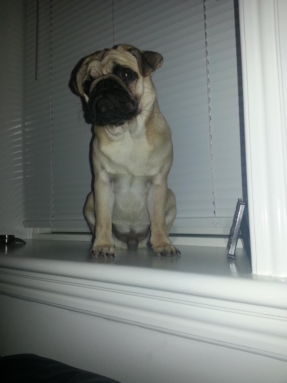 Mops Pascal - Ups.... vindueskarmen er ikke helt en hundekurv!! billede 10