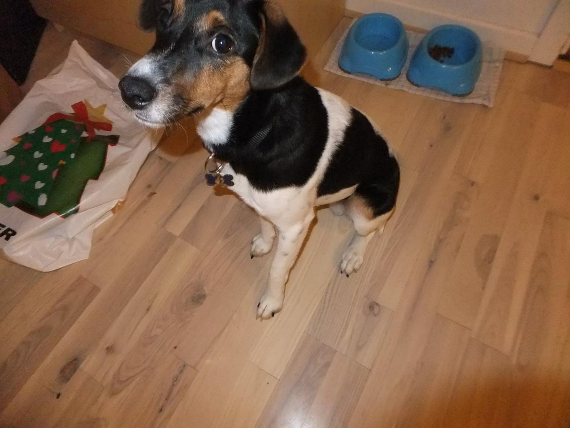 Dansk svensk gaardhund Tikko billede 1