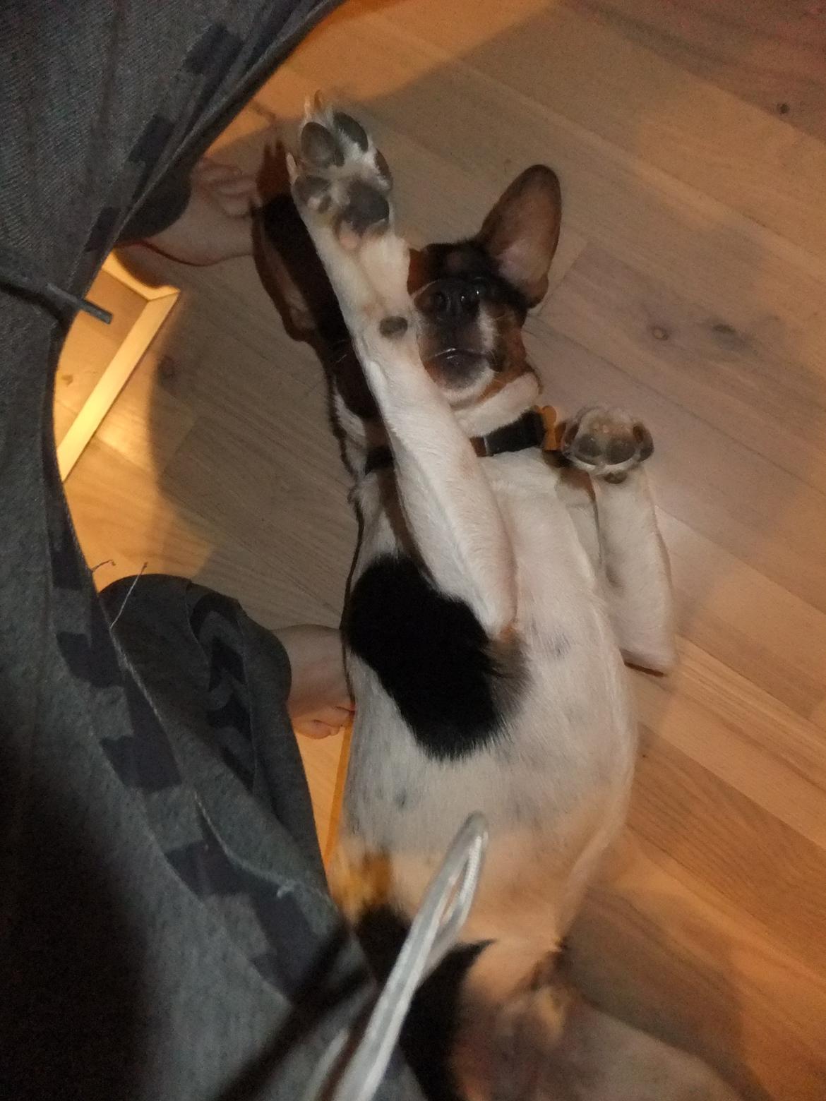 Dansk svensk gaardhund Tikko billede 19