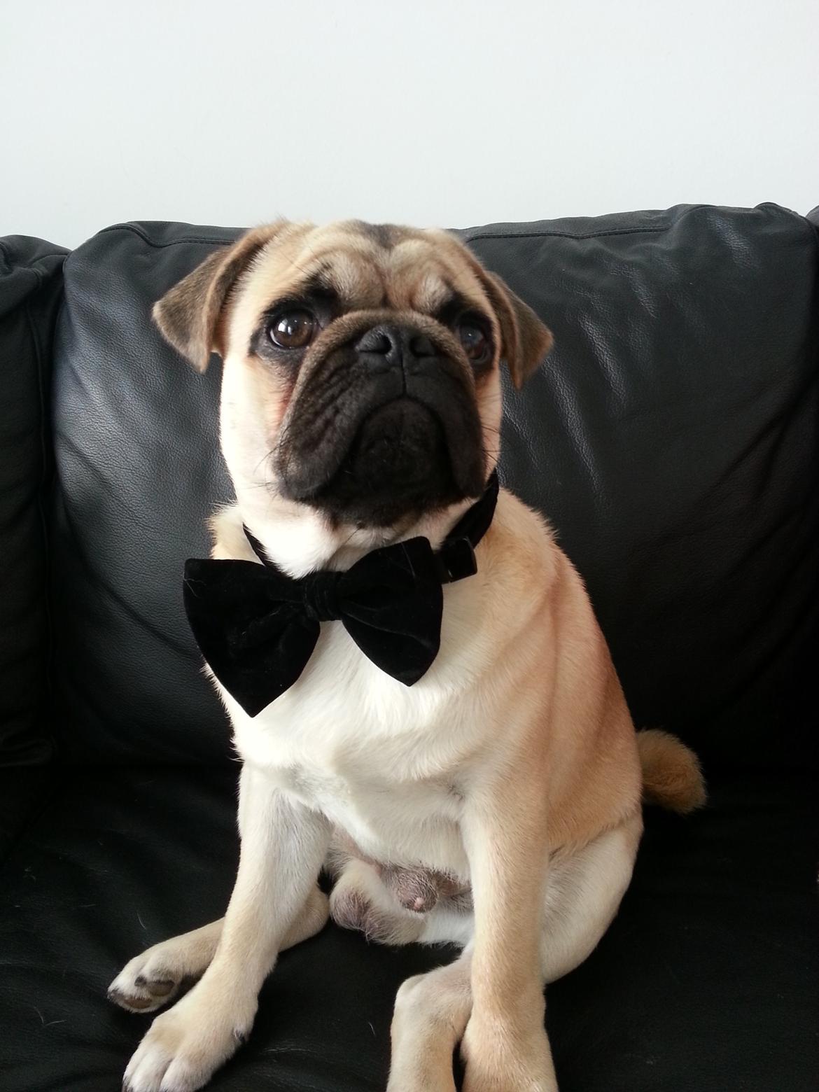 Mops Pascal - Mops... James Mops... billede 11
