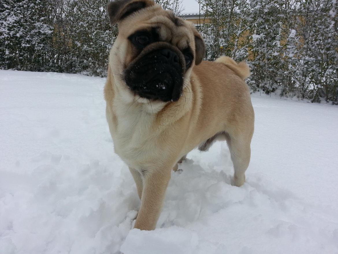 Mops Pascal - YES billede 12