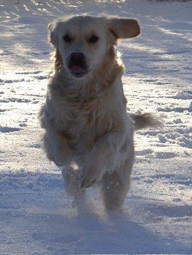 Golden retriever Thor billede 1