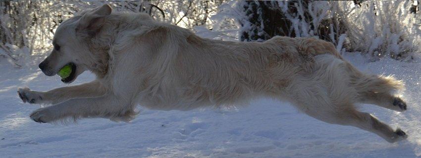 Golden retriever Thor billede 3