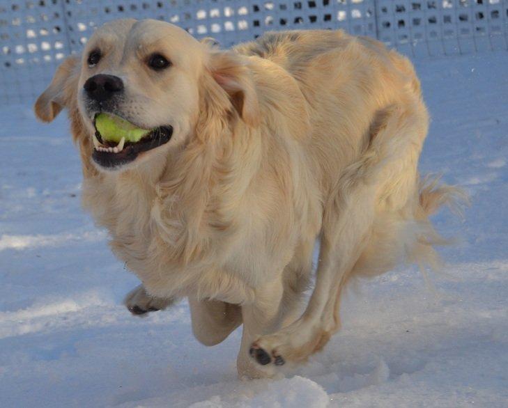 Golden retriever Thor billede 4