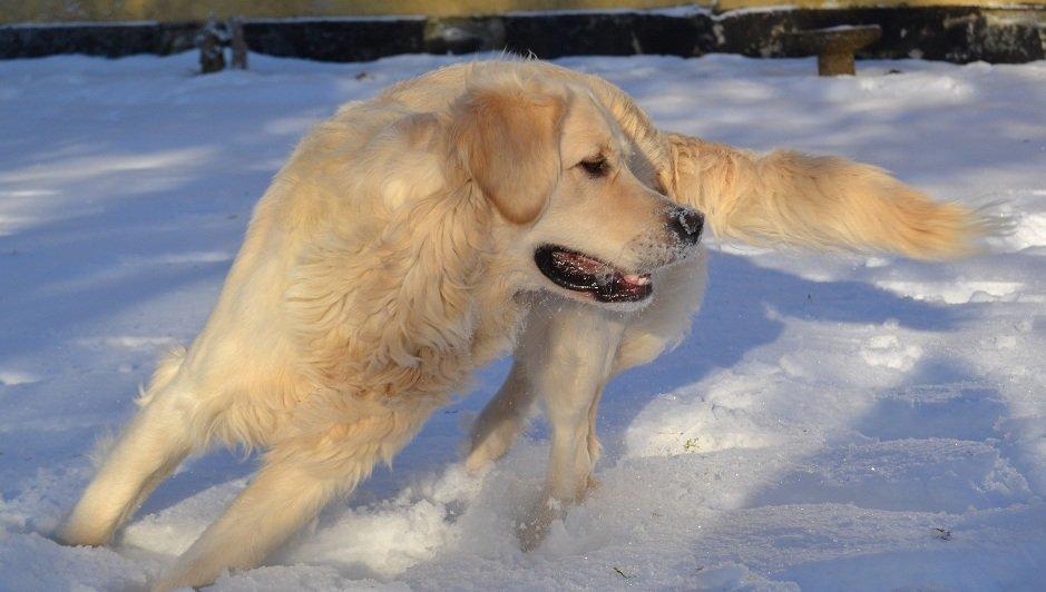 Golden retriever Thor billede 5