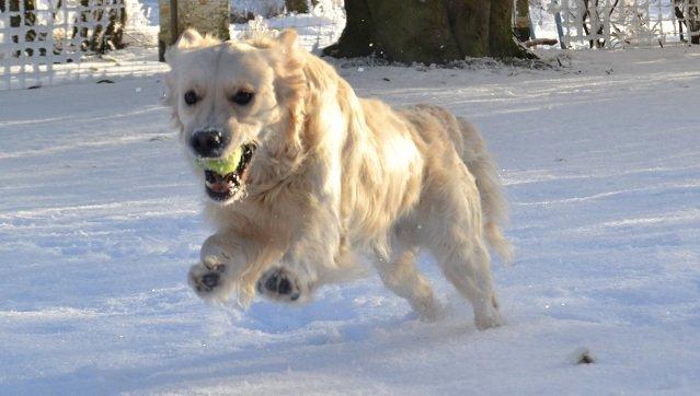 Golden retriever Thor billede 6