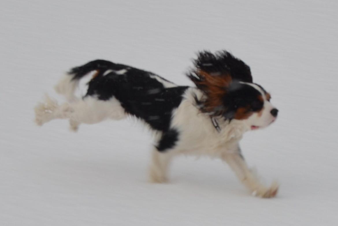 Cavalier king charles spaniel Bosco billede 10