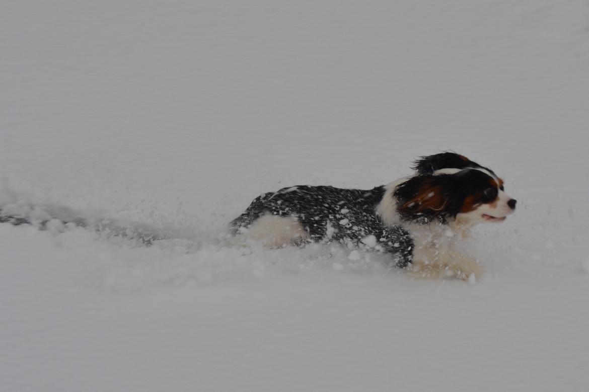 Cavalier king charles spaniel Bosco billede 11