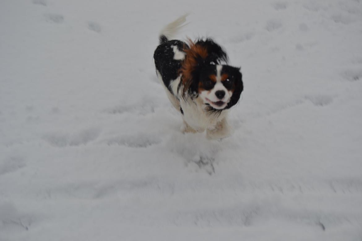 Cavalier king charles spaniel Bosco billede 12