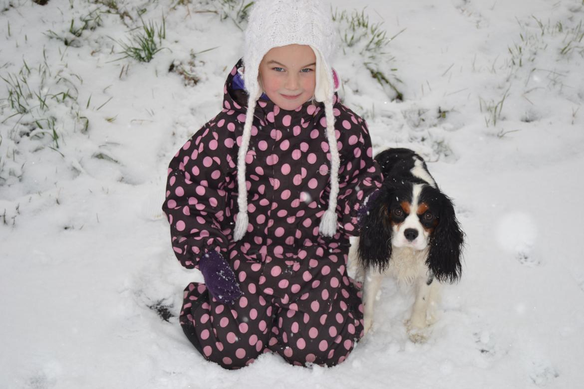 Cavalier king charles spaniel Bosco - Lillesøster og Bosco billede 13