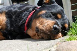 Rottweiler Mollie<3 |Molsen|<3 R.I.P Min trold..<3 billede 11