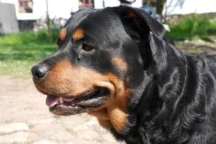 Rottweiler Mollie<3 |Molsen|<3 R.I.P Min trold..<3 - Jeg elsker dig Mollie!<3<3<3<3<3<3<3<3<3<3 billede 23
