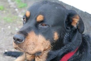 Rottweiler Mollie<3 |Molsen|<3 R.I.P Min trold..<3 billede 4