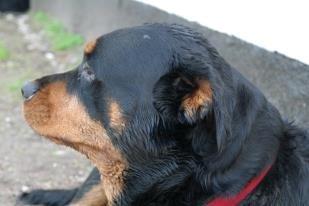 Rottweiler Mollie<3 |Molsen|<3 R.I.P Min trold..<3 billede 22