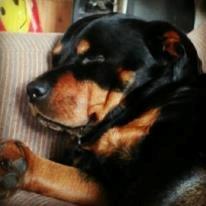Rottweiler Mollie<3 |Molsen|<3 R.I.P Min trold..<3 billede 24