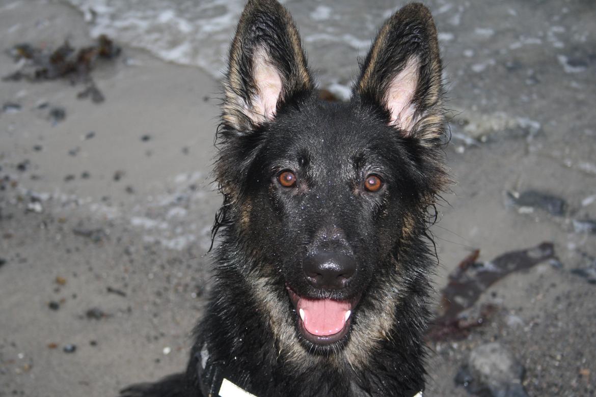 Schæferhund Aichia billede 13