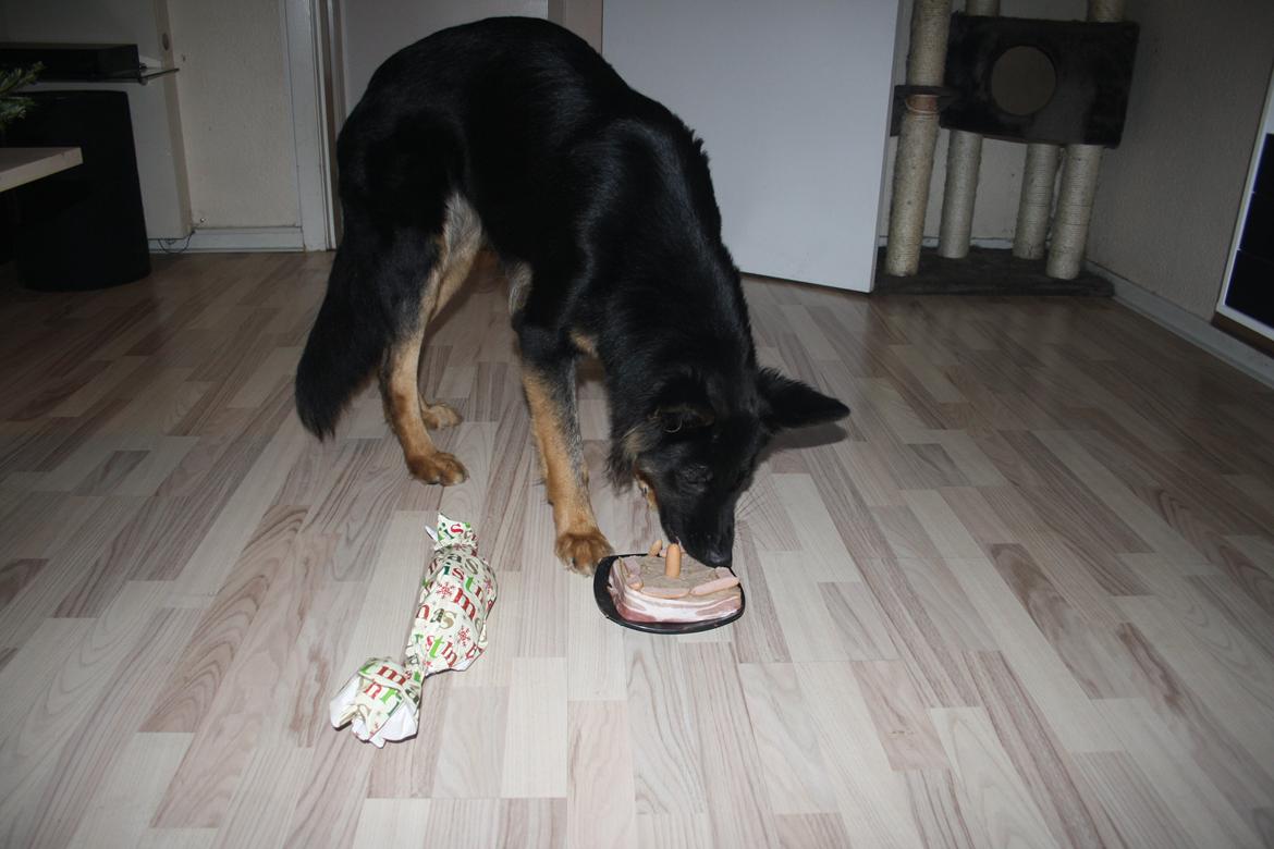 Schæferhund Aichia - fødselsdag d. 19-12-2012 1 år gammel billede 14