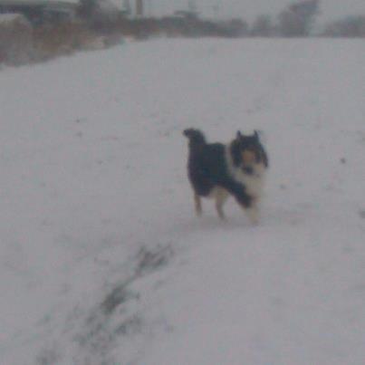 Collie langhåret Fie billede 3