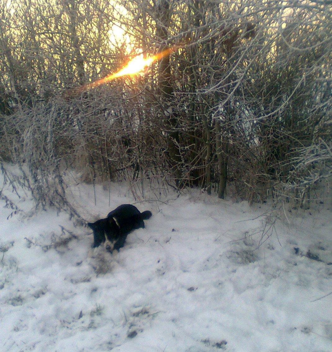 Border collie Píla - Fjollede hund. 13 år og stadig pjattet med musehuller og mulvarpeskud. Her er det vist godtnok en fin grankogle, hun har fundet i sneen :-D billede 26