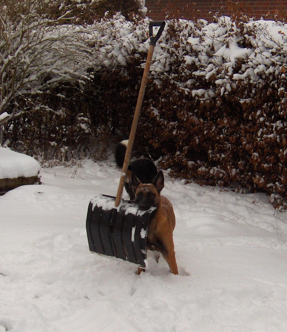 Malinois Halley vom Lobertal - Halley 7 måneder. Og der er stadig visse ting, hun ikke kan stå for. Her er det så sneskovlen, hun har forelsket sig i og bare måtte rende en tur med billede 11