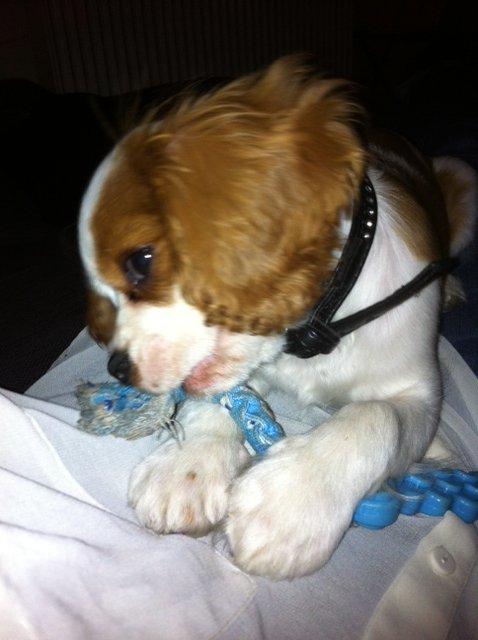 Cavalier king charles spaniel Charlie - Tygges om og nom igen! :D billede 17