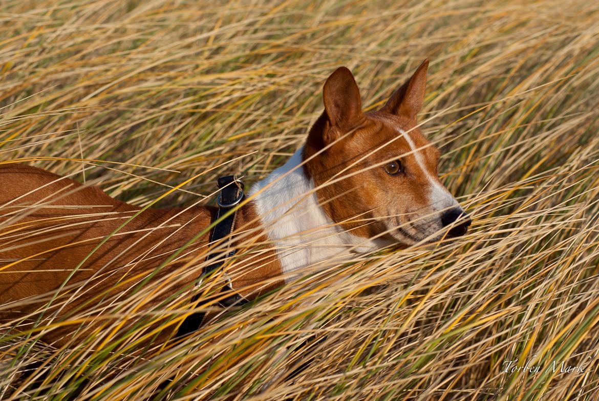 Basenji Fanta billede 15