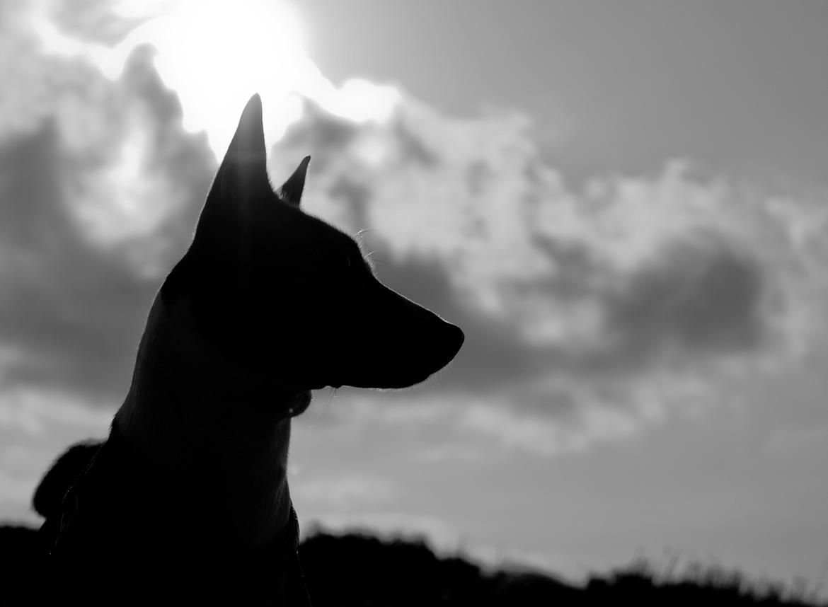 Basenji Fanta billede 16