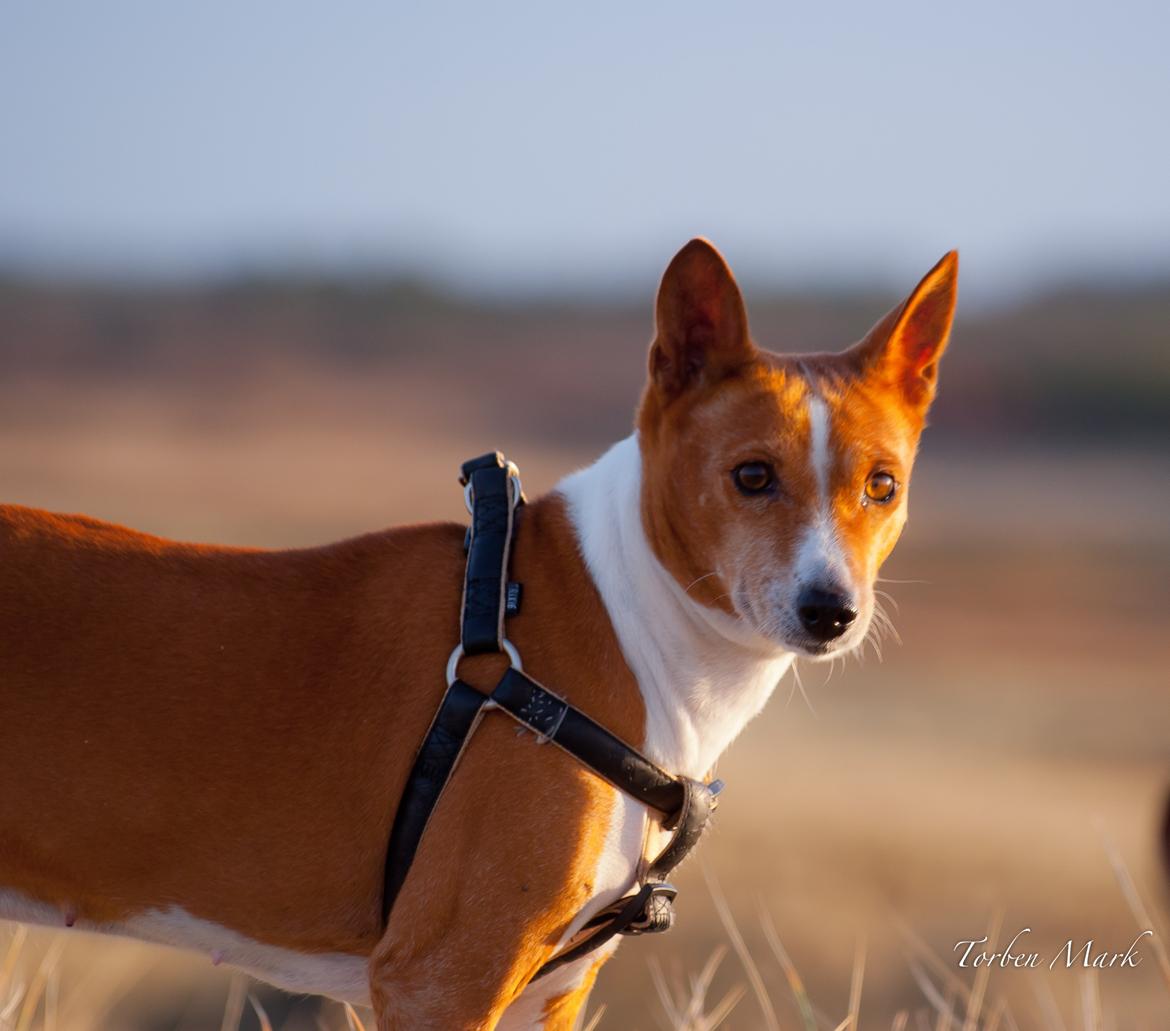 Basenji Fanta billede 17