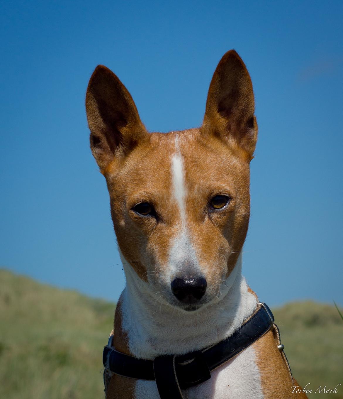 Basenji Fanta billede 18