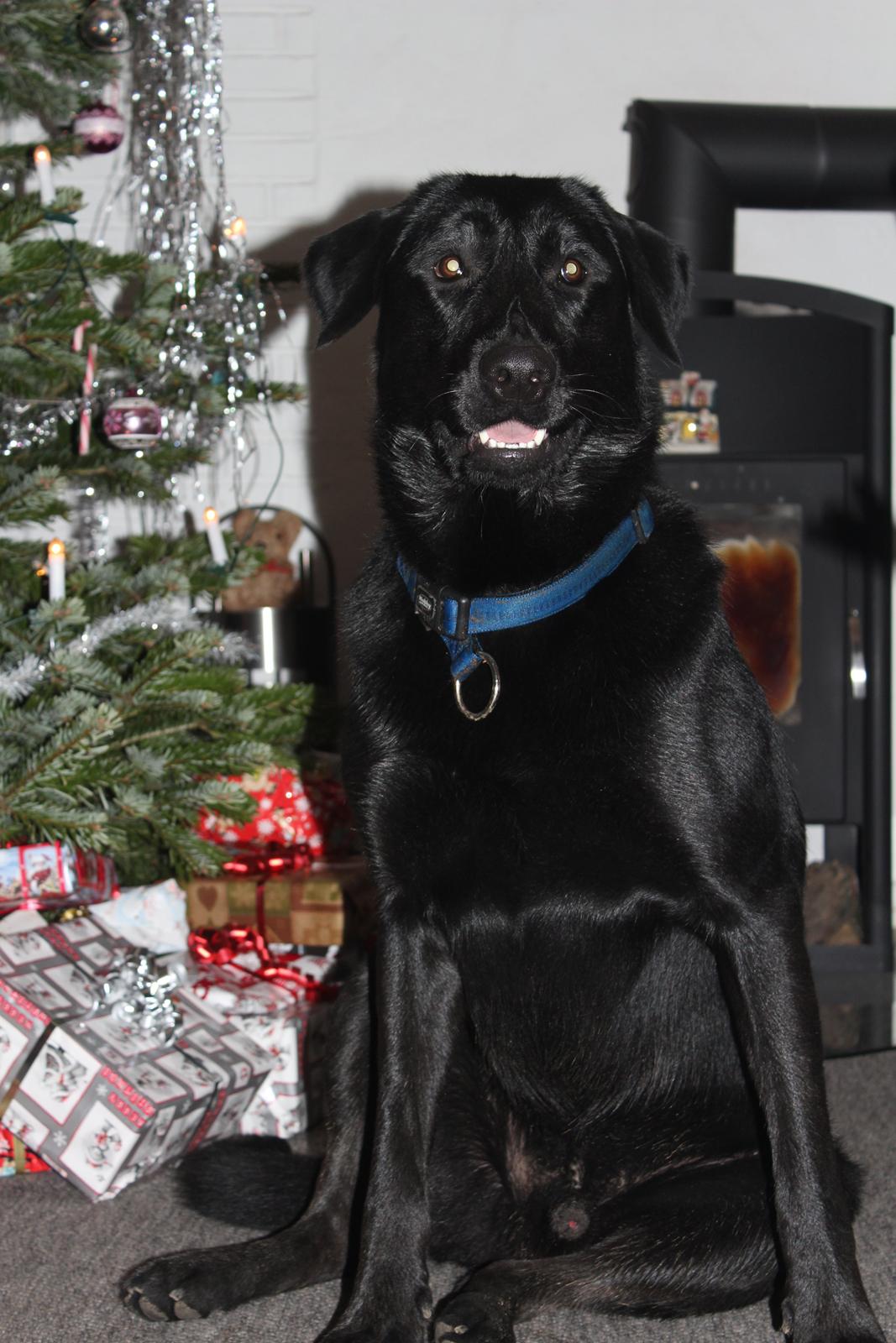 Blanding af racer | Buster - Glædelig Jul :-) billede 2