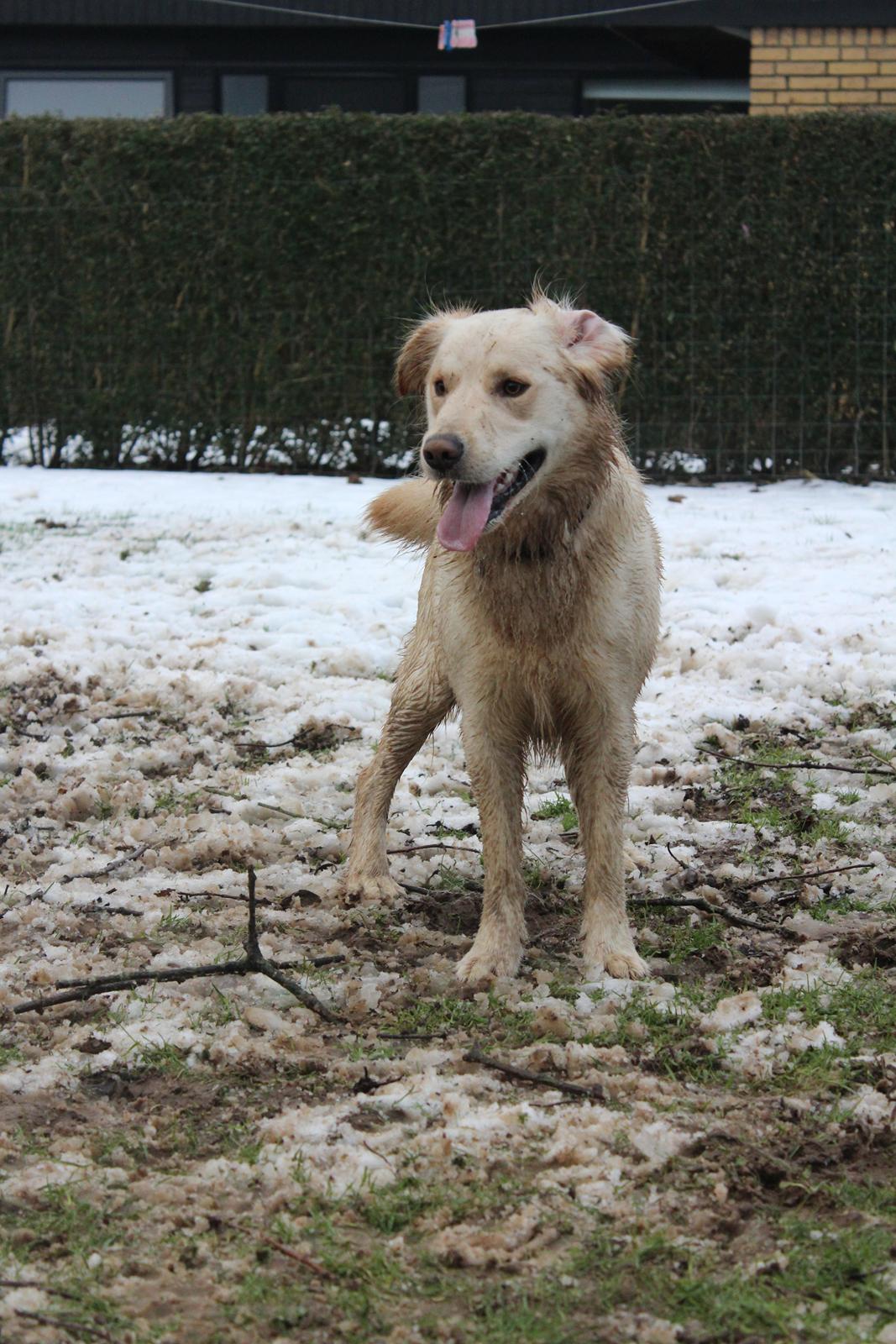 Blanding af racer | Laban billede 3