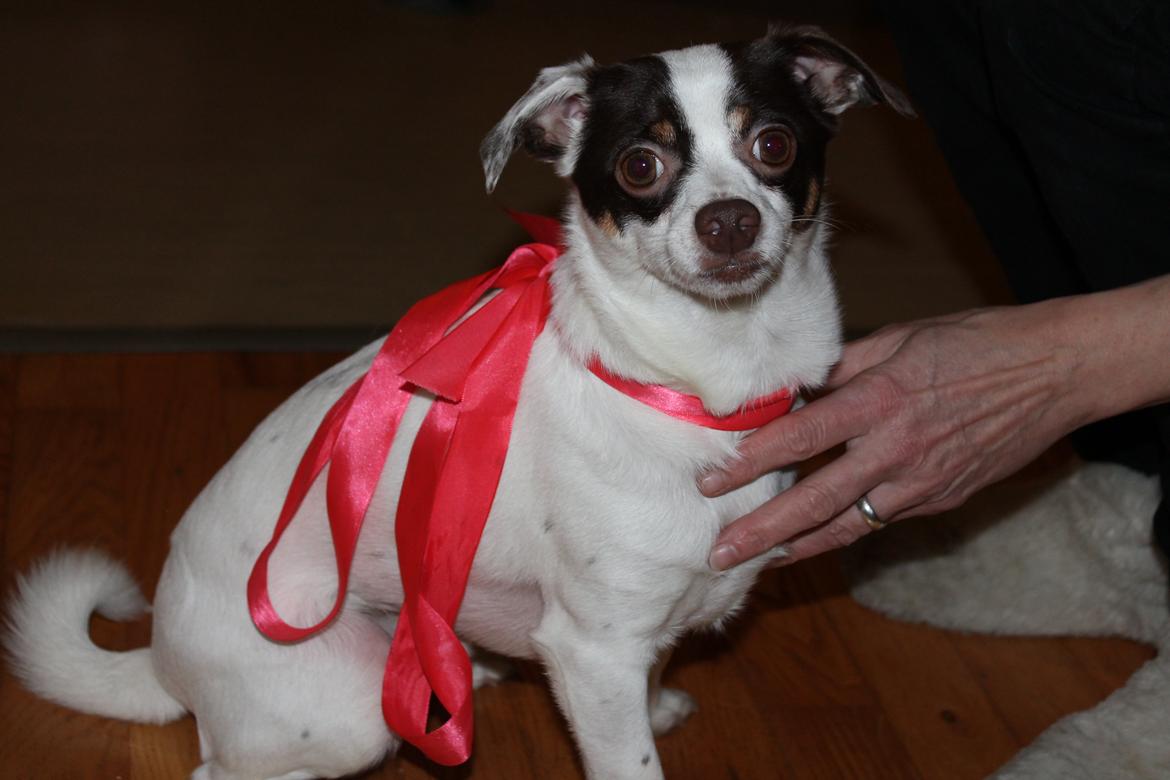Blanding af racer Chihuahua/D-S gårdh. JACK - Julehunden (i hvert fald i 5 min ;) ).
24. december 2012 billede 2