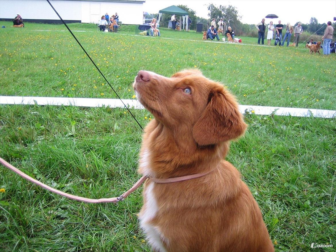 Nova scotia duck tolling retriever Malou - Malou lige efter at have været i ringen! Dygtig hund! billede 10