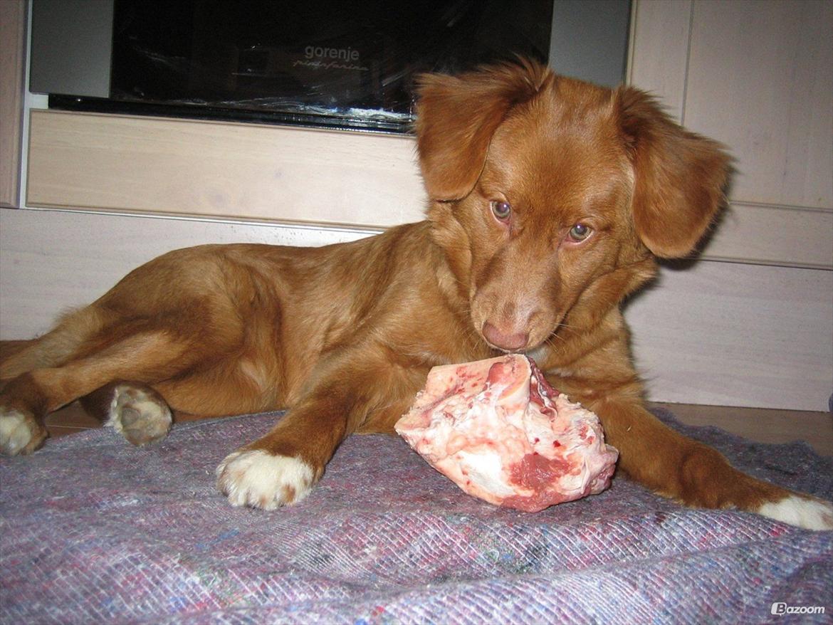 Nova scotia duck tolling retriever Malou - Guf guf ;D billede 4