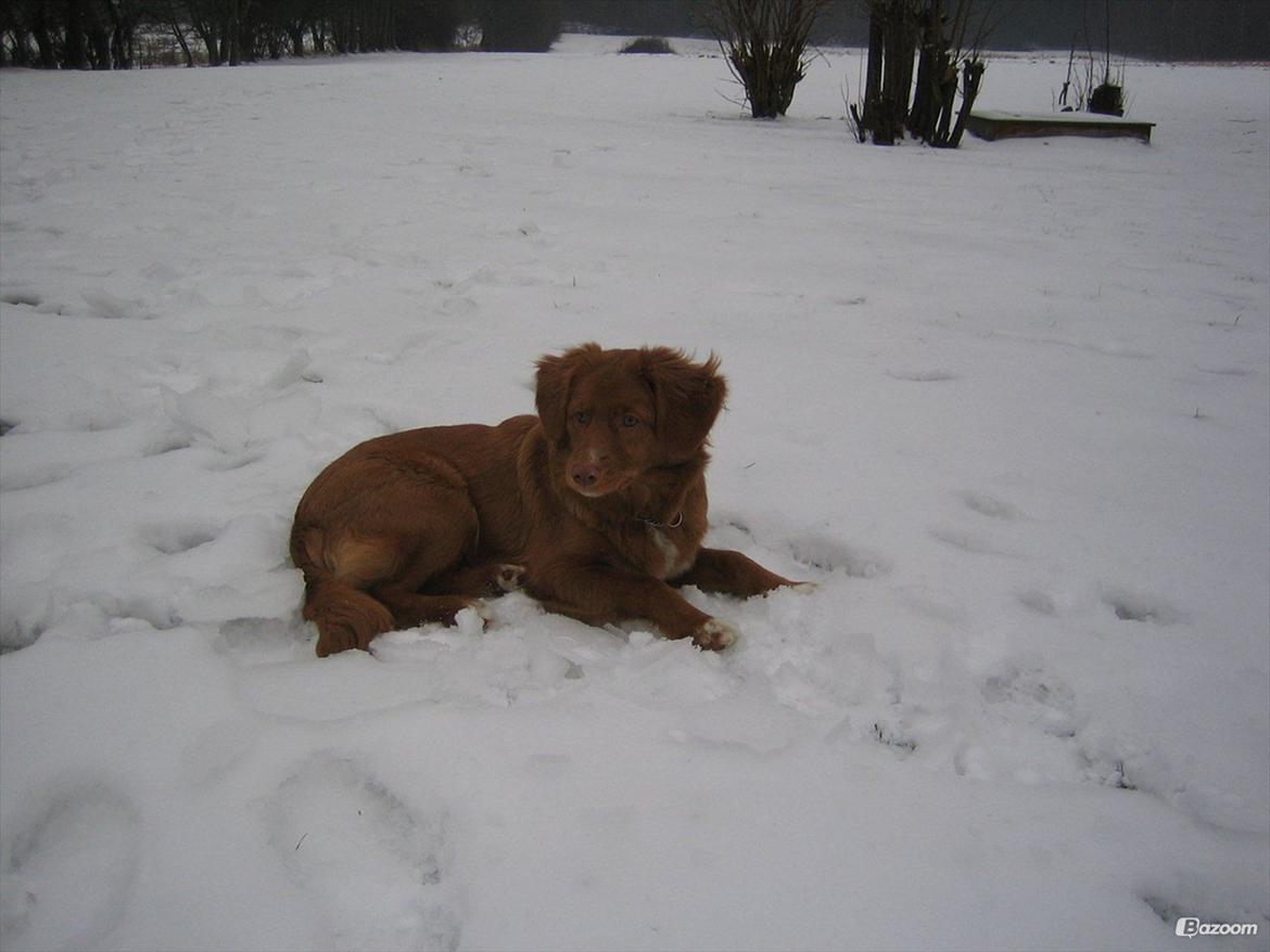 Nova scotia duck tolling retriever Malou - Der ligger hun da meget godt ;) billede 6