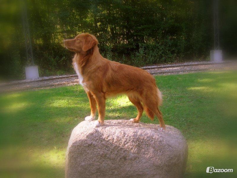 Nova scotia duck tolling retriever Malou - Malou! Malou'en over alle Malou'er! billede 3