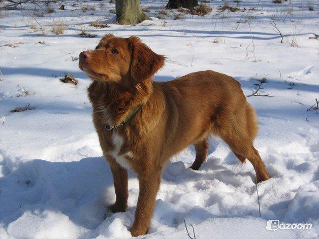 Nova scotia duck tolling retriever Malou - Nydelig det er hun! billede 9