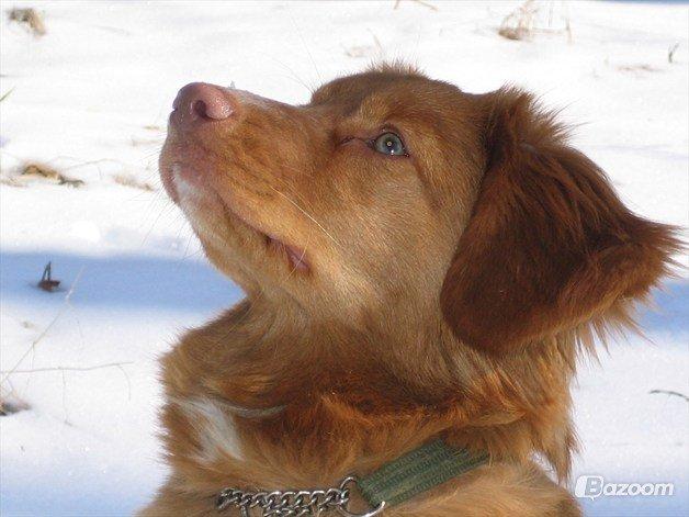 Nova scotia duck tolling retriever Malou - Malou i sneen billede 2