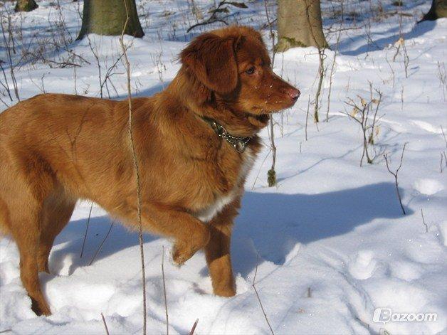 Nova scotia duck tolling retriever Malou - Tøssen i sneen billede 5