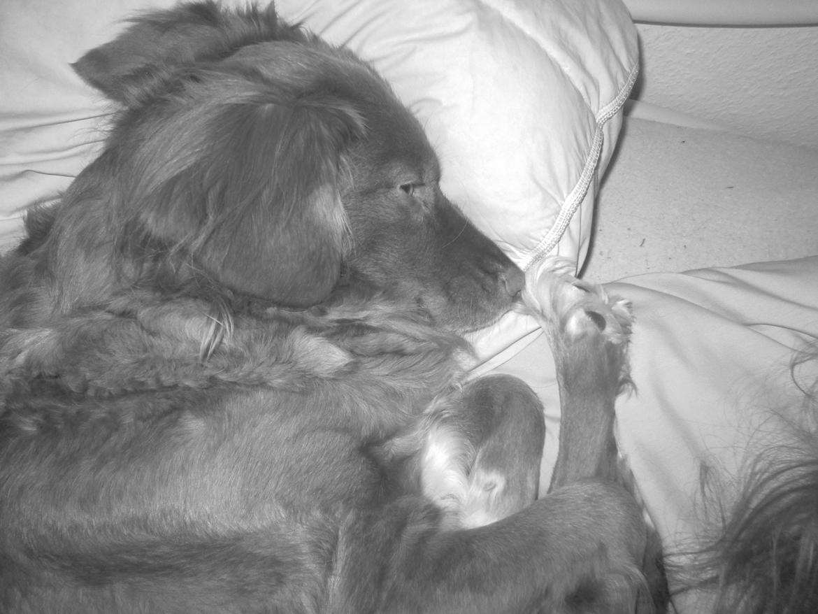 Nova scotia duck tolling retriever Malou - Sove tryne! billede 11