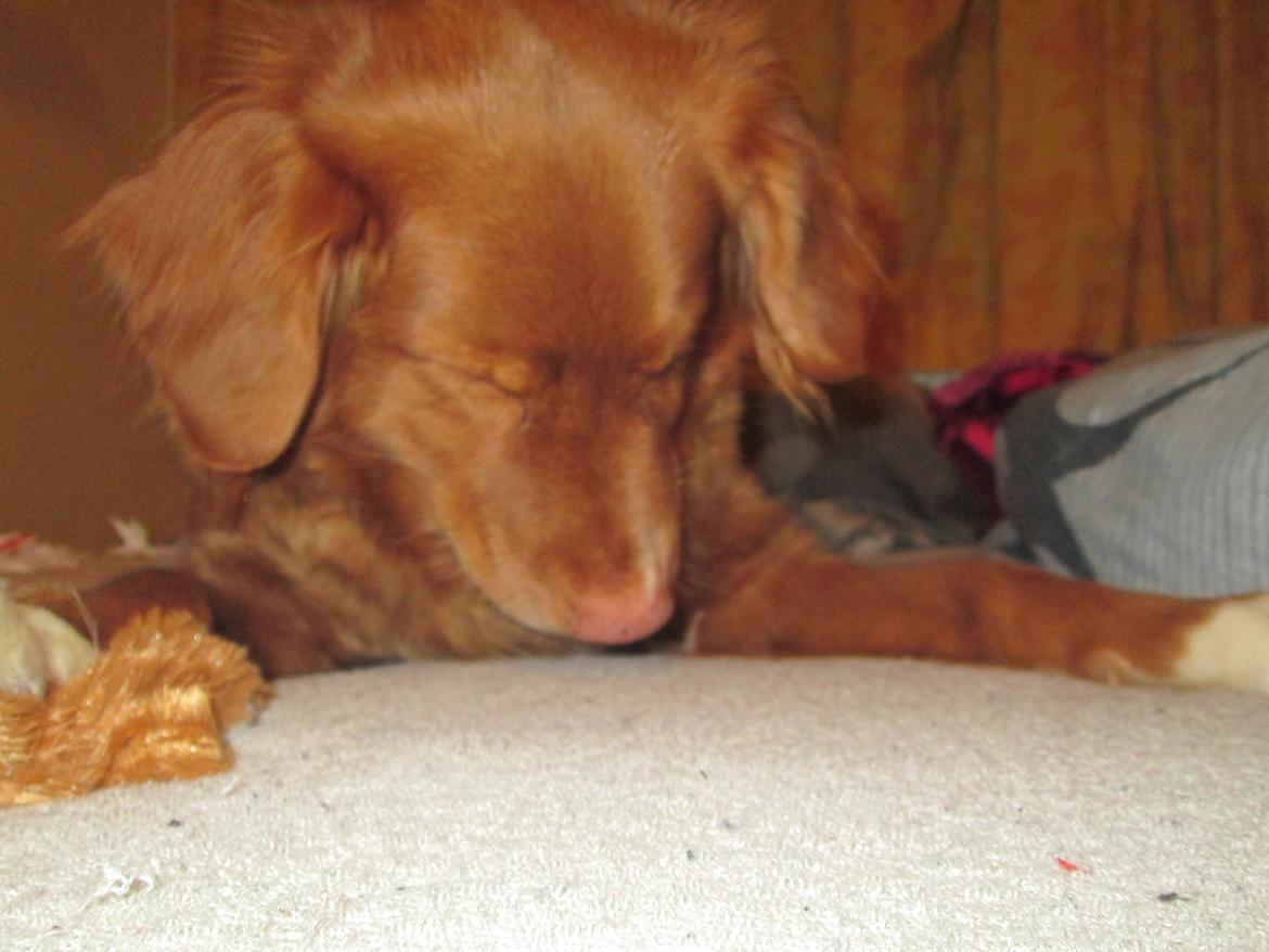 Nova scotia duck tolling retriever Malou - Elsker den hund!<3 billede 12