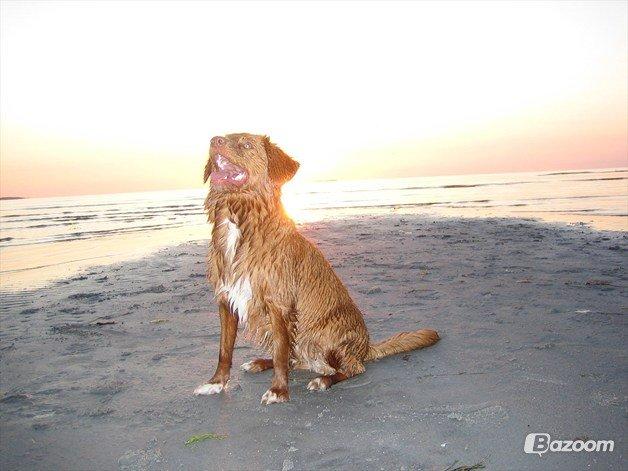 Nova scotia duck tolling retriever Malou - Haha! Herligt billede! billede 13